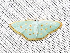 Comostolopsis stillata