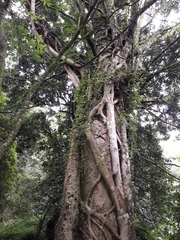Ficus natalensis