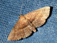 Cerynea thermesialis