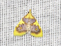 Sameodesma xanthocraspia