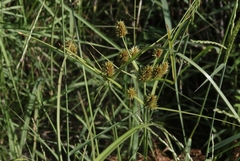Cyperus dipsaceus