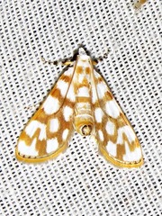 Obtusipalpis pardalis