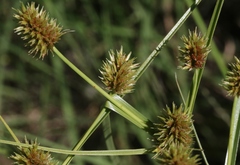 Cyperus dipsaceus