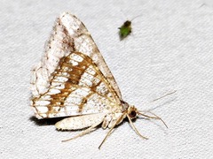 Chiasmia johnstoni