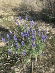 Lupinus