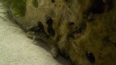 Lipophrys trigloides