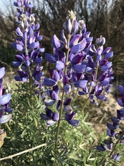 Lupinus