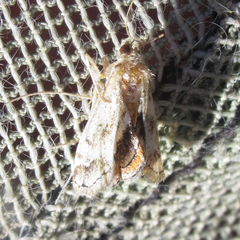 Parapoynx obscuralis