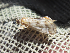 Parapoynx obscuralis