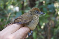 Thamnophilus murinus