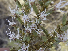 Asanthus squamulosus