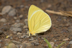 Pseudopieris viridula