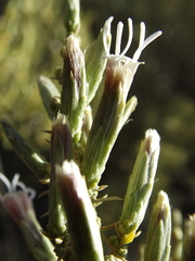 Asanthus squamulosus