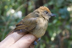 Thamnophilus murinus