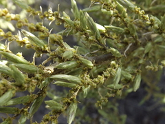 Asanthus squamulosus