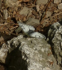 Parnassius stubbendorfii