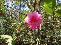 Camellia × williamsii