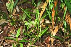 Pterostylis irwinii