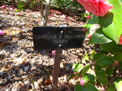 Camellia × williamsii