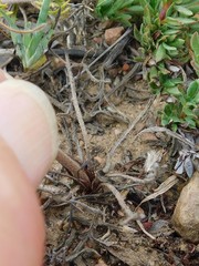 Pelargonium caledonicum