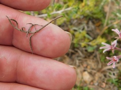 Pelargonium caledonicum