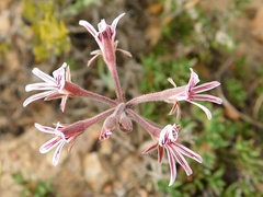 Pelargonium caledonicum