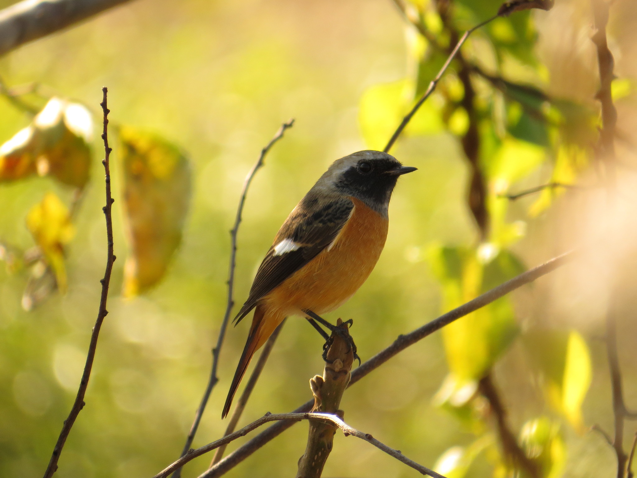 Daurian Redstart