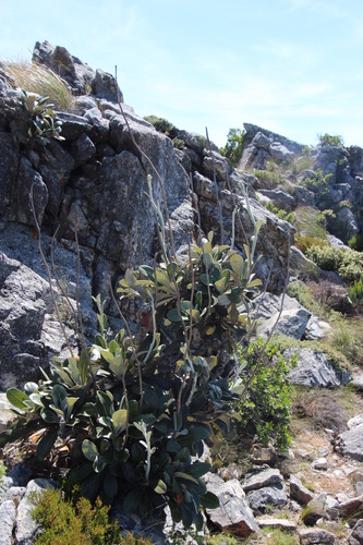 Image of Oldenburgia papionum by (c) Tony Rebelo, some rights reserved (CC BY-SA)