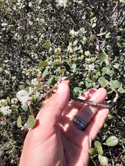 Ceanothus verrucosus