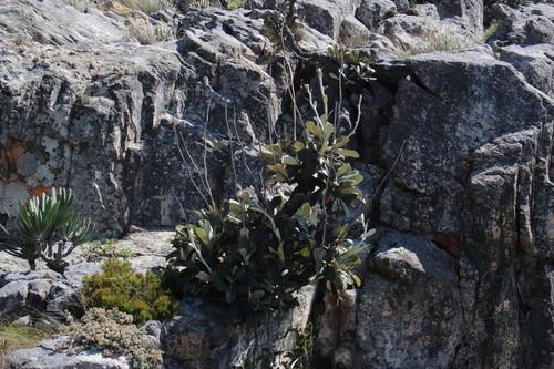 Image of Oldenburgia papionum by (c) Tony Rebelo, some rights reserved (CC BY-SA)