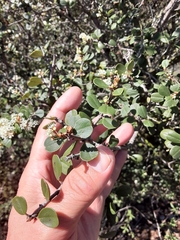 Ceanothus verrucosus