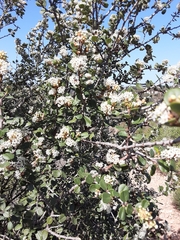 Ceanothus verrucosus