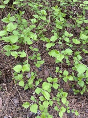 Neviusia alabamensis