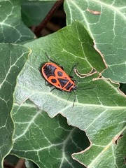 Pyrrhocoris apterus