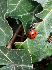 Coccinella septempunctata