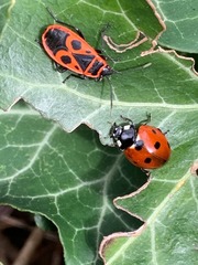 Coccinella septempunctata