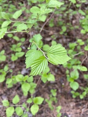 Neviusia alabamensis