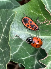 Coccinella septempunctata