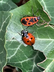 Coccinella septempunctata