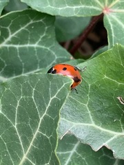 Coccinella septempunctata
