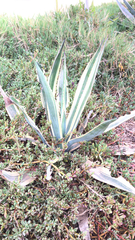 Sesuvium portulacastrum