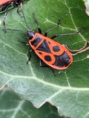 Pyrrhocoris apterus