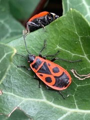 Coccinella septempunctata