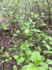 Neviusia alabamensis