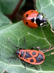Coccinella septempunctata