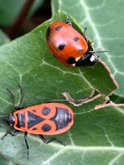 Coccinella septempunctata
