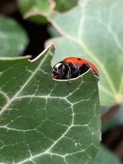 Coccinella septempunctata