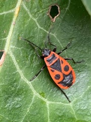 Pyrrhocoris apterus