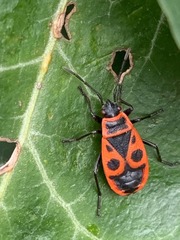 Pyrrhocoris apterus