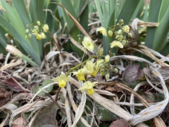 Epimedium × versicolor